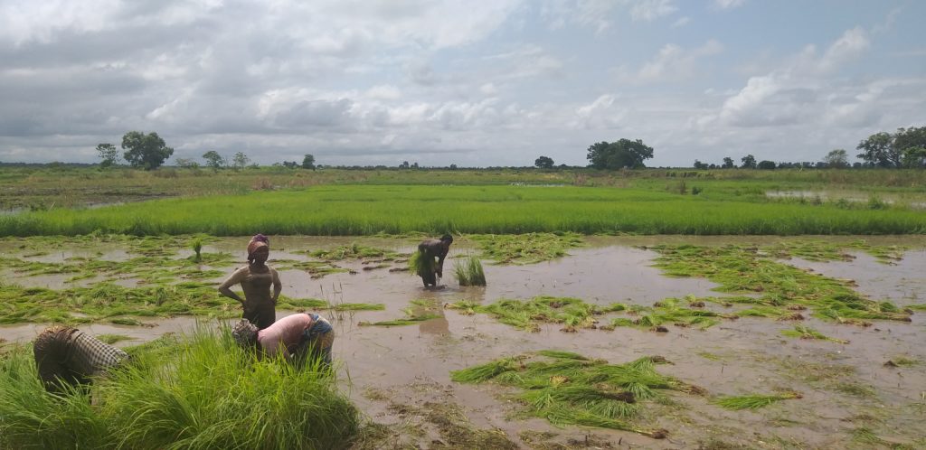Article : Koba (Guinée) : chez  tonton Conté