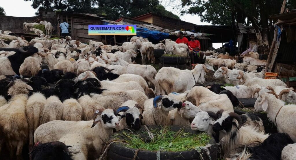 Article : À la Une de l’actualité, la fête de Tabaski qui pointe à l’horizon